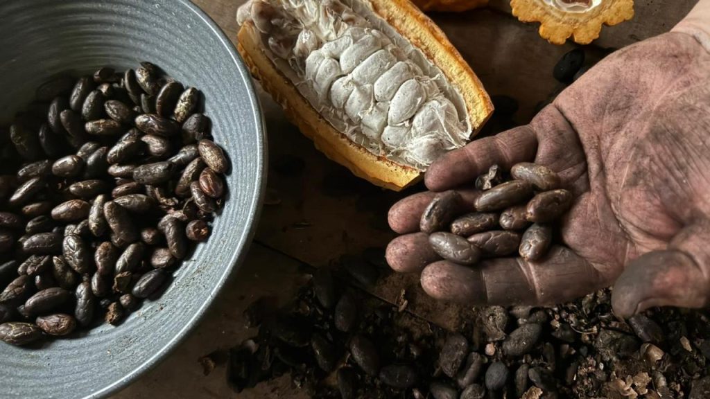 cacaos